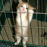 Hey T-Mobile Users! Rooting & Jailbreaking No Longer Gives You Prison Fears