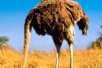 T-Mobile Comments on New FCC Filings, Calls Opponents Ostriches