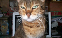 cat_outage