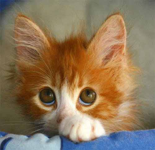 orange-kittens-6