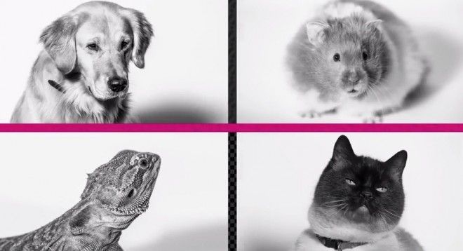 Pets Unleashed t-mobile april fool