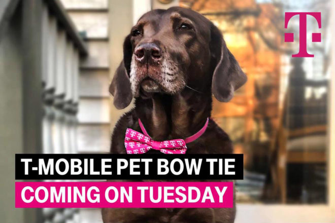 tmobilepetbowtie