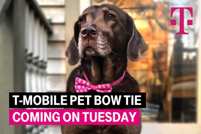 tmobilepetbowtie