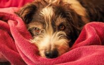 T-Mobile Customers Could Score a Free Blanket Just in Time for Winter